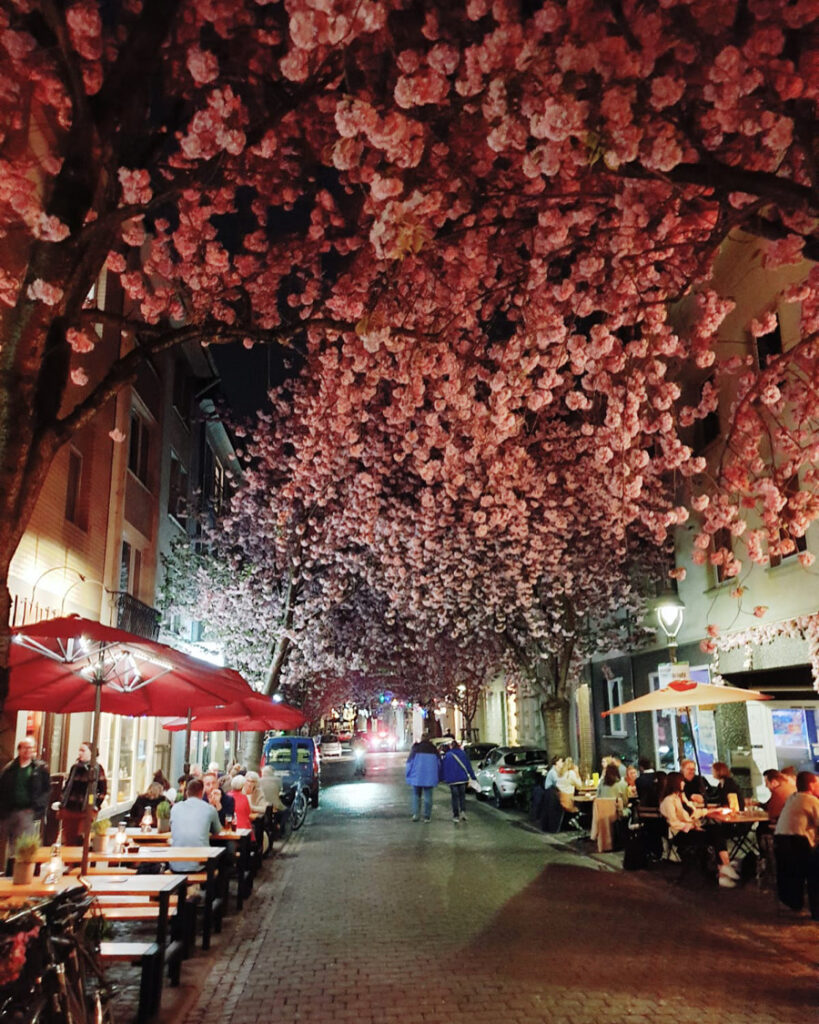 Die Kirschblüte in der Bonner Altstadt lockt tausende von Touristen an