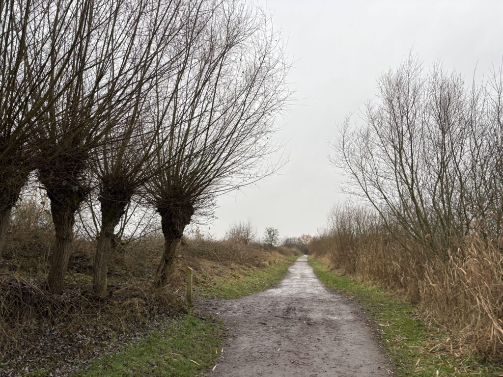Weg durch Rieselfelder bei Münster.
